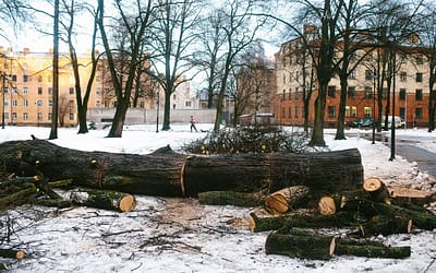 Līdz ar sniegu, Rīgā nokūst arī koki